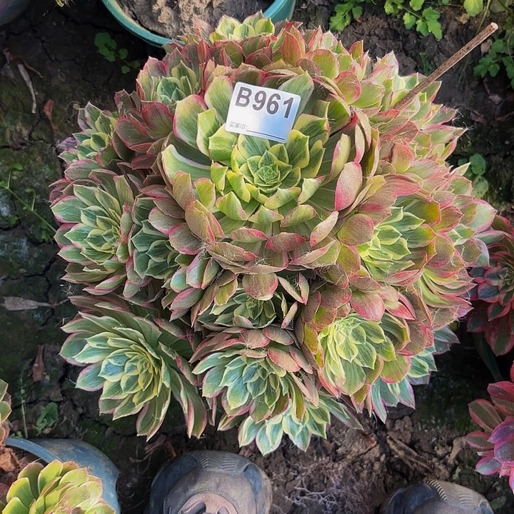 水蜜桃8-36-961便宜不包邮