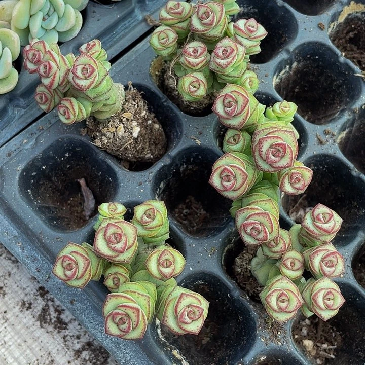 5颗小钱串5颗一组