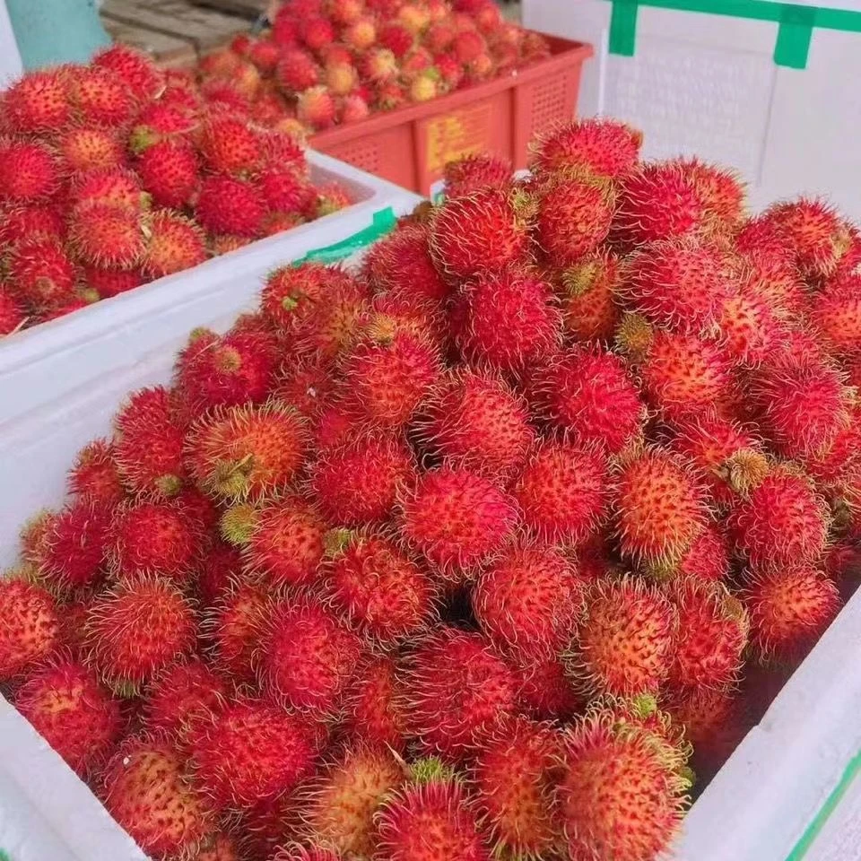 现货红毛丹现摘现发新鲜水果毛荔枝鲜果孕妇当季水果孕妇甜果