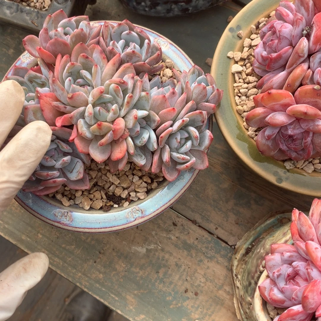 无花朵哈哈哈哈哈哈哈哈哈58