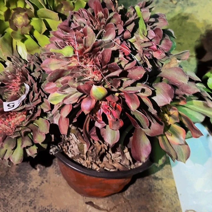 225香妃多肉植物处理不售后缀化