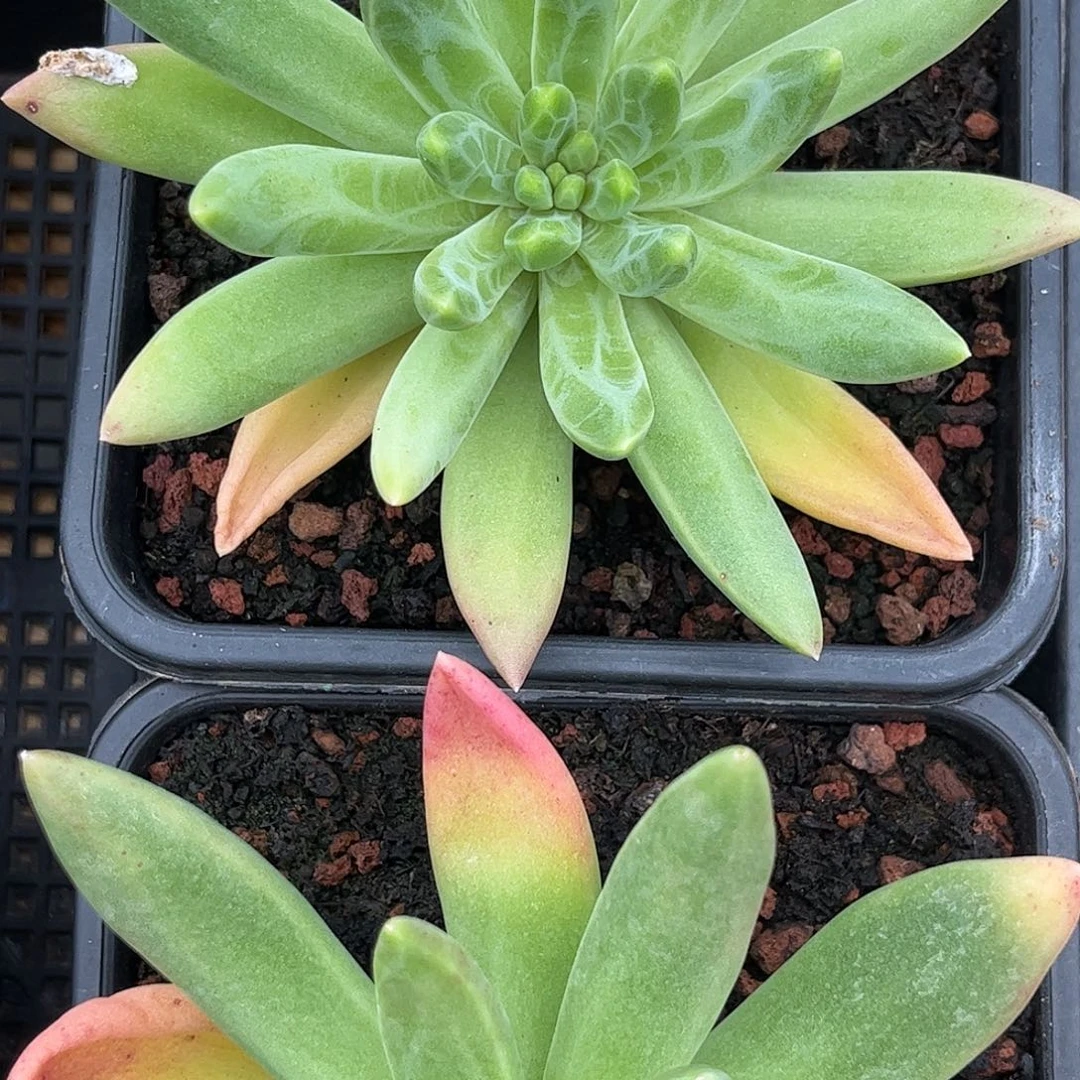 橙色奇迹00000000000