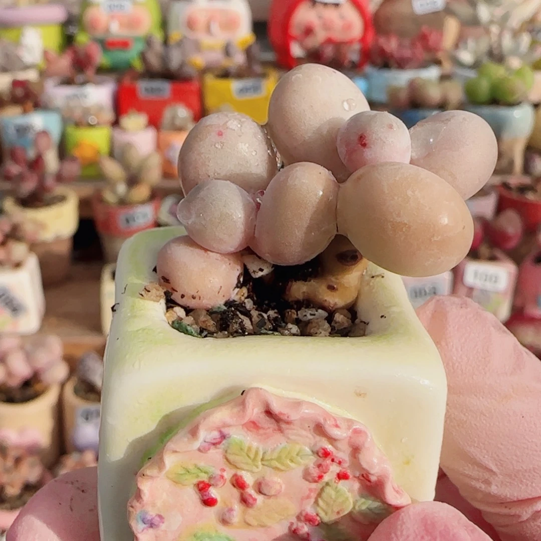 双头小蛋黄奶 盆口2.5cm