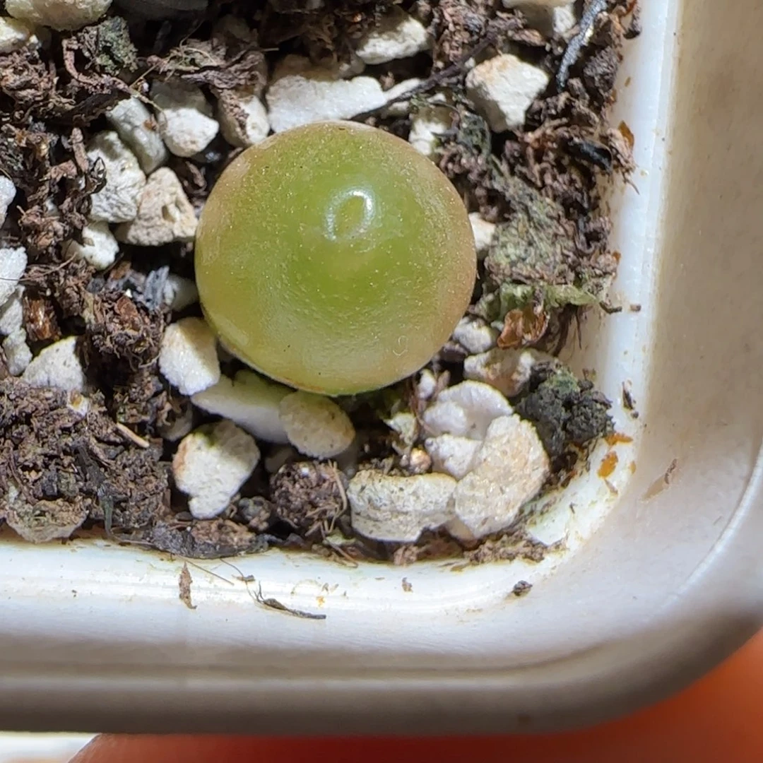 肉锥多肉植物组合-哈默301