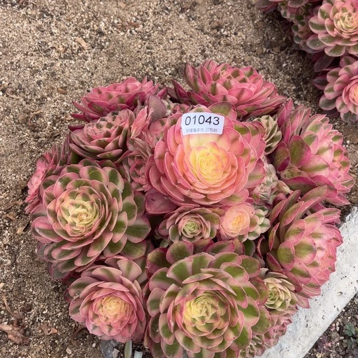 01043荔枝多肉植物