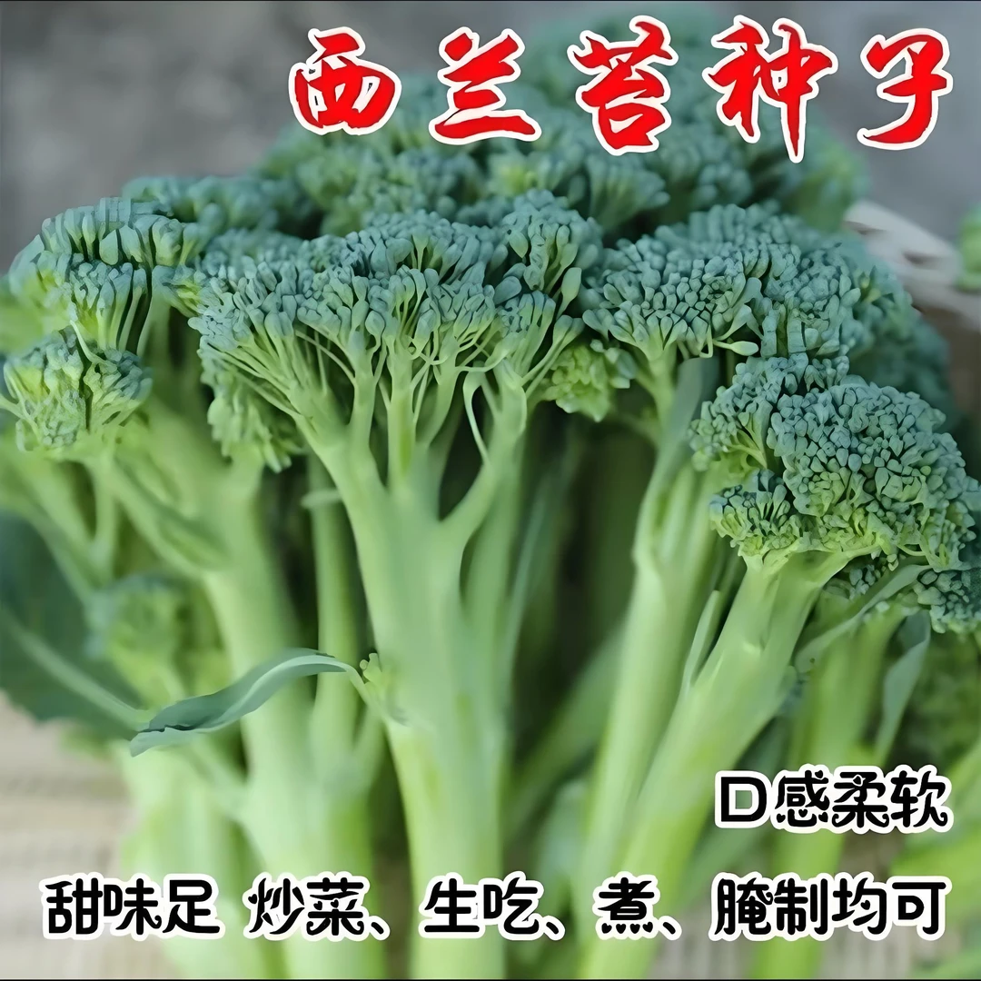 【西兰苔种子】家庭阳台小院四季种植盆栽地栽易种易活