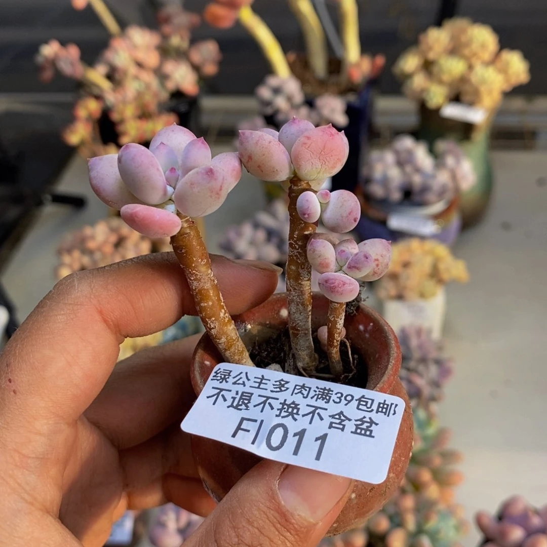 011苹果奶四代多肉3c m