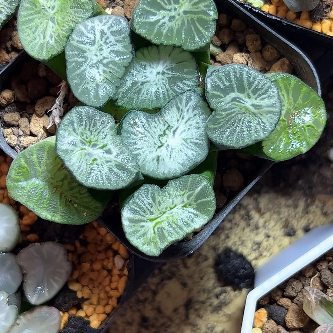 翡翠龙母本十二卷多肉植物