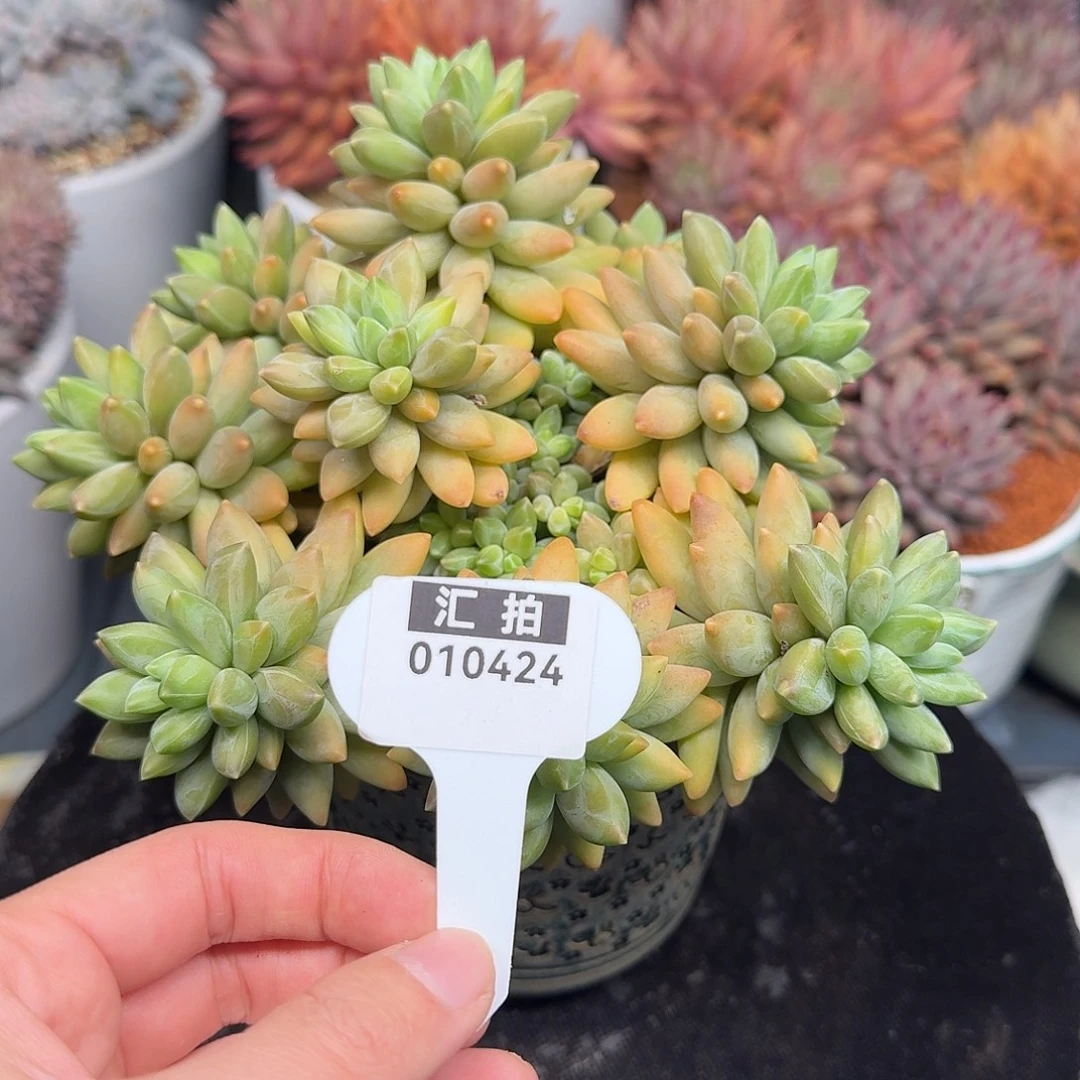 精品多肉植物010424