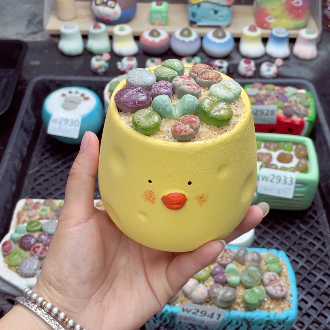 w2942 带盆土发货一物一拍