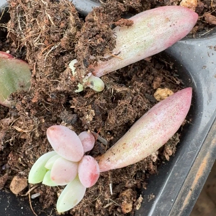 红手指锦一物一拍