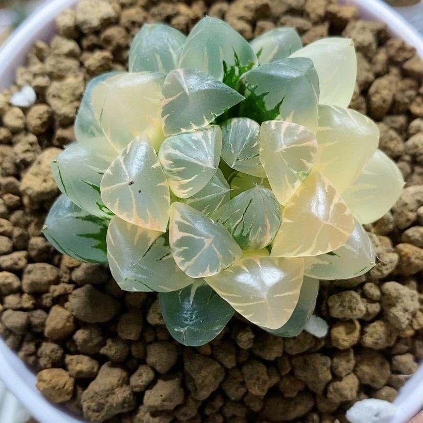 【闪购商品】84糊斑北极之光锦