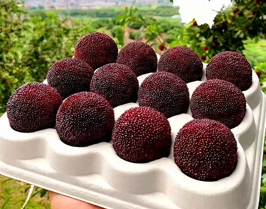 [福建广东浙江]福建新鲜东魁黑炭杨梅现摘现发约4.5斤