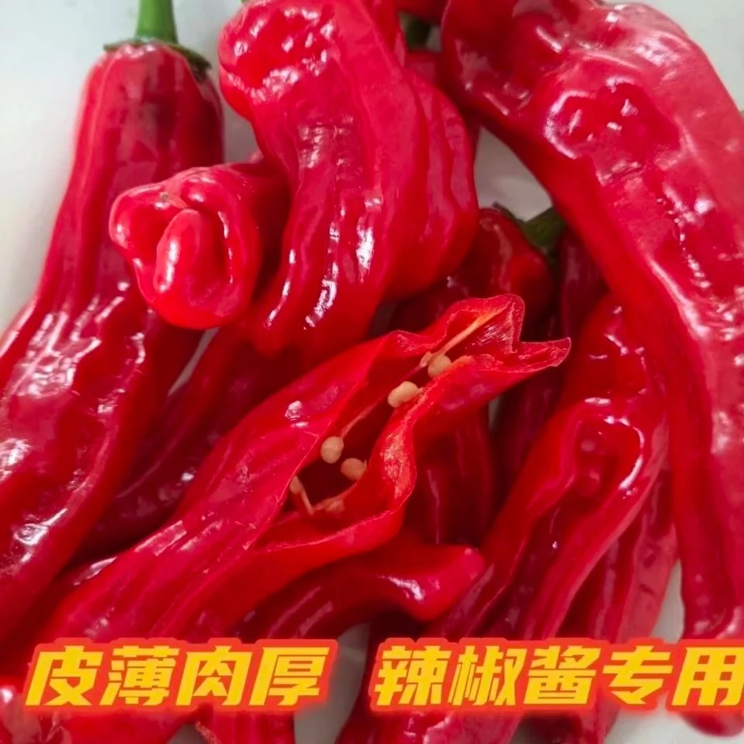 山东新鲜软红小皱皮红辣椒农家自种薄皮特辣辣椒酱专用