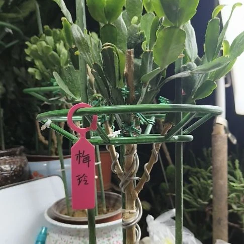 无花朵管理后开花冬季开