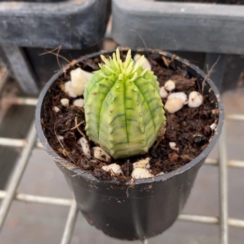 小布纹球锦2仙人球
