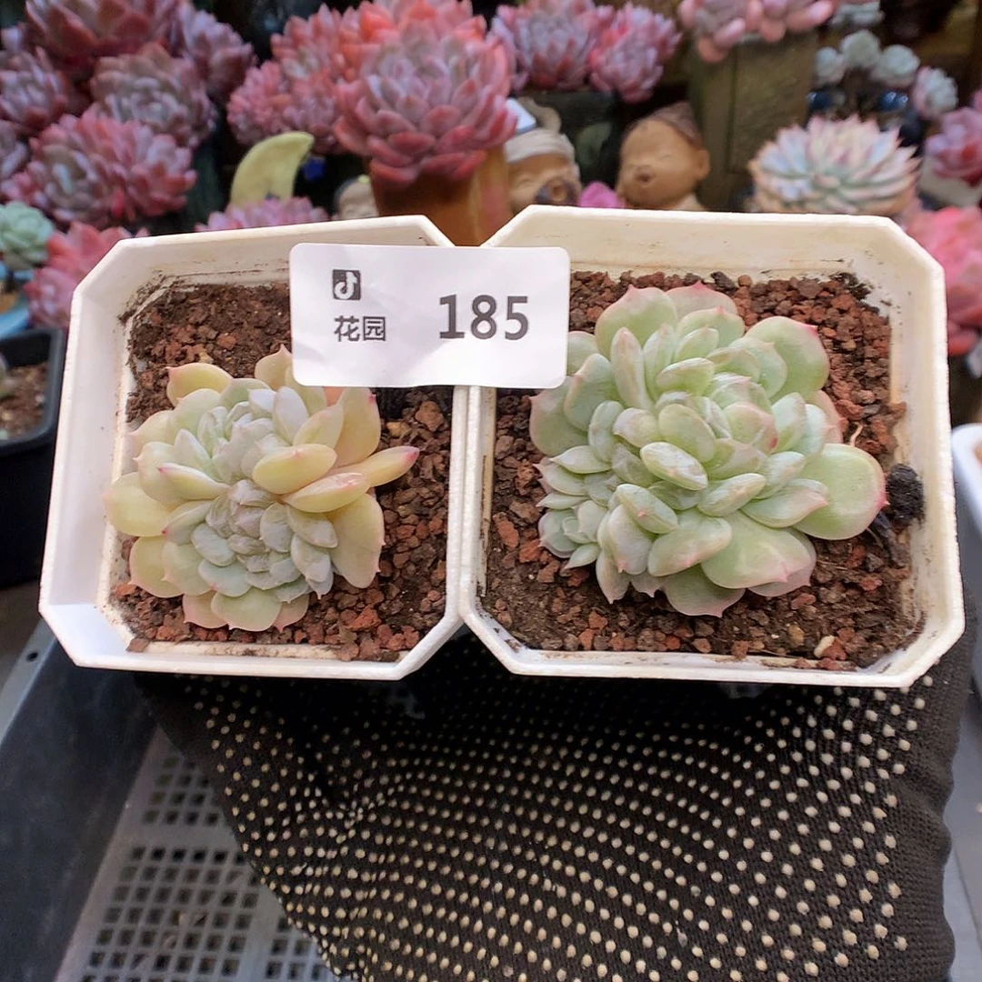 185白恋缀化多肉植物66666