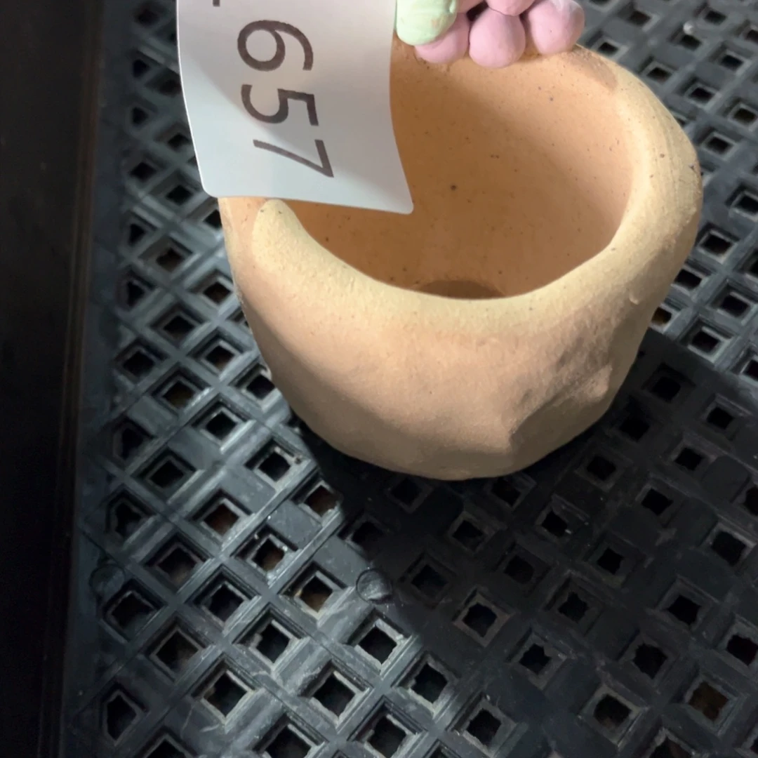 红陶657 花盆1个