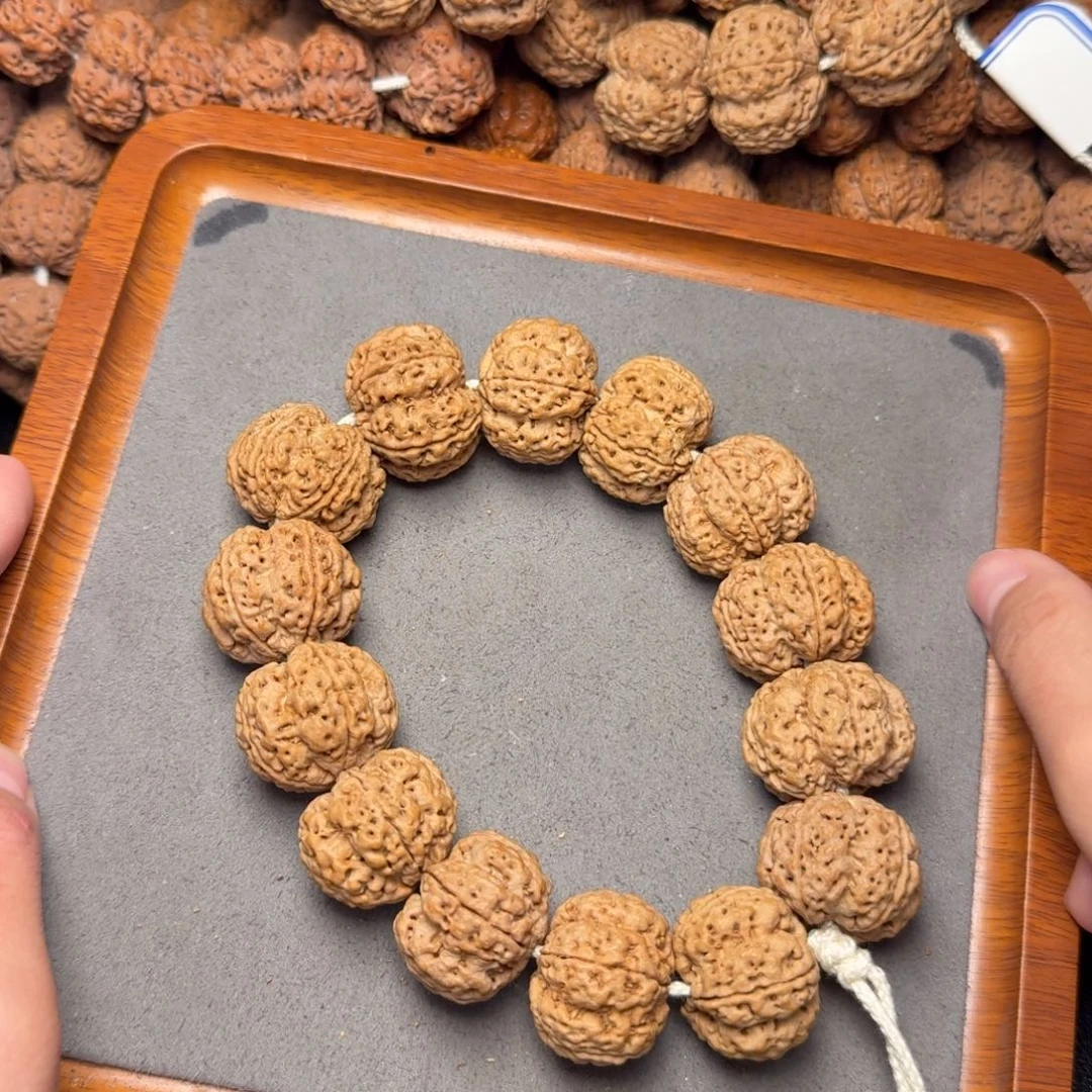 7号尼泊尔大金刚26新籽粗筋梅花五龙高货