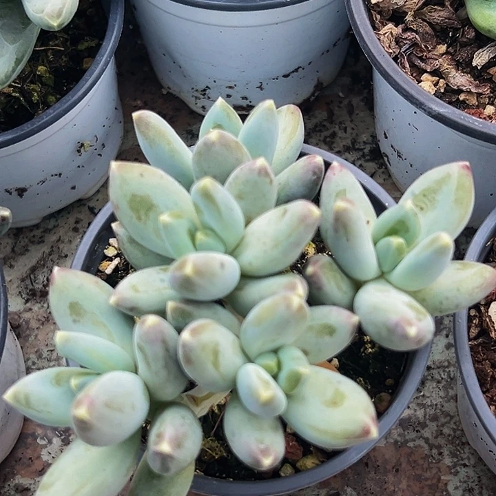 1颗美人系列多肉植物