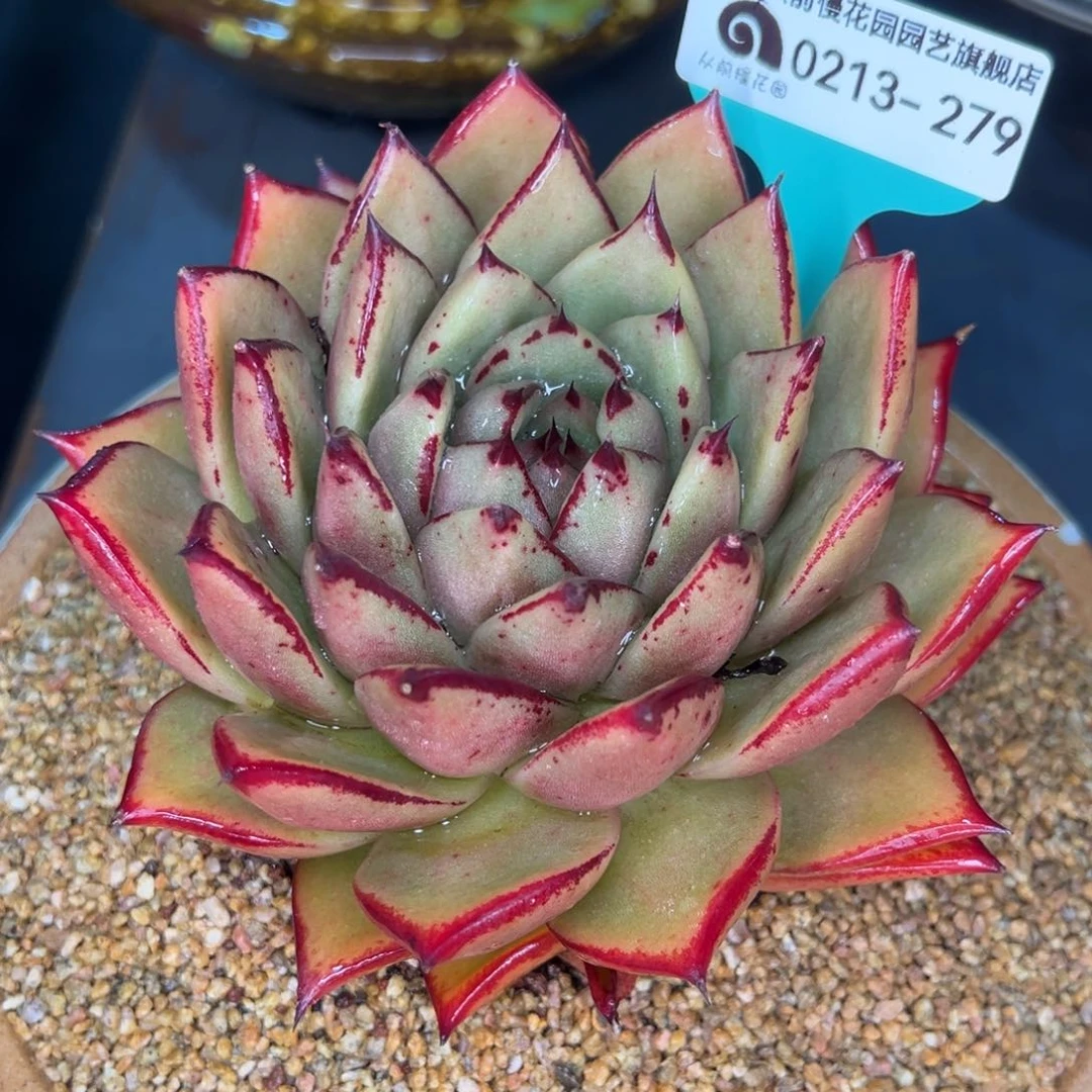 从前慢多肉精选编号0213.279