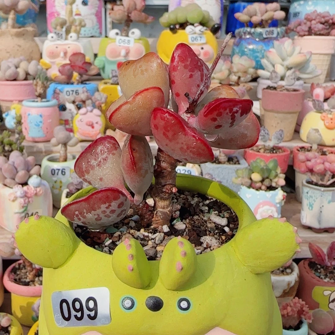 老桩爱心 盆口6cm