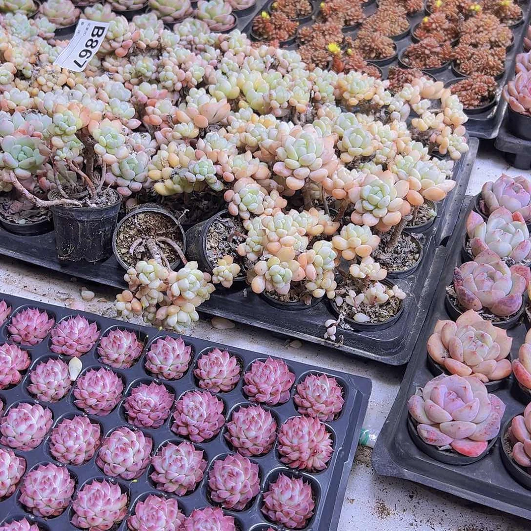 啊*867老桩一颗无售后