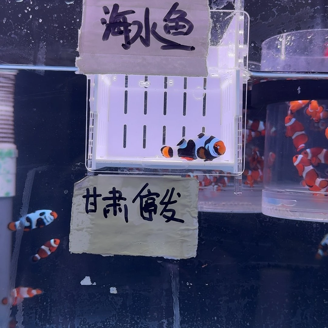 海水鱼5+大黑卡小丑鱼一条