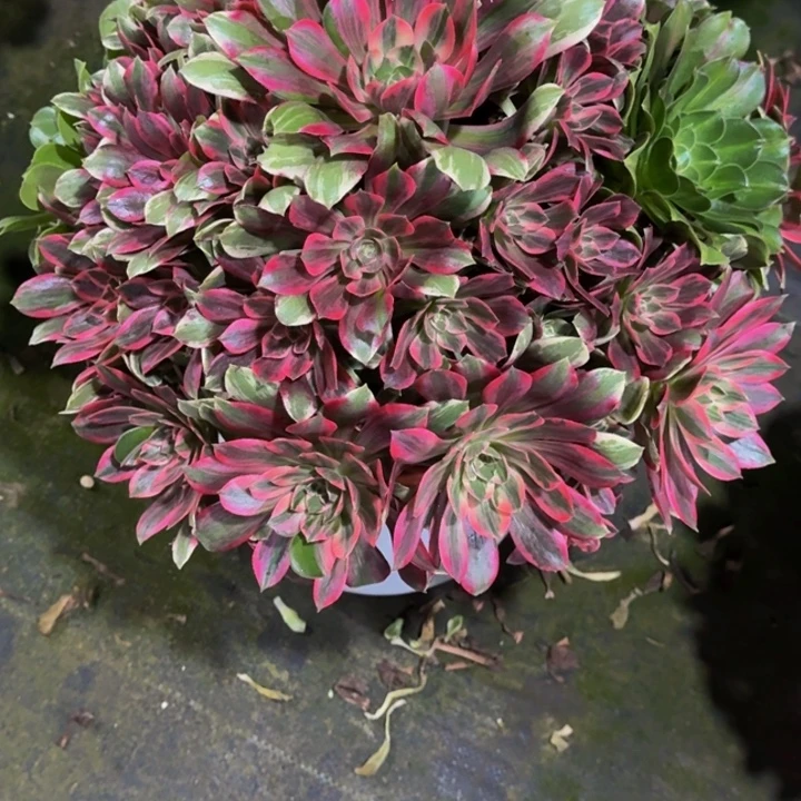 0000000000974浣纱多肉植物