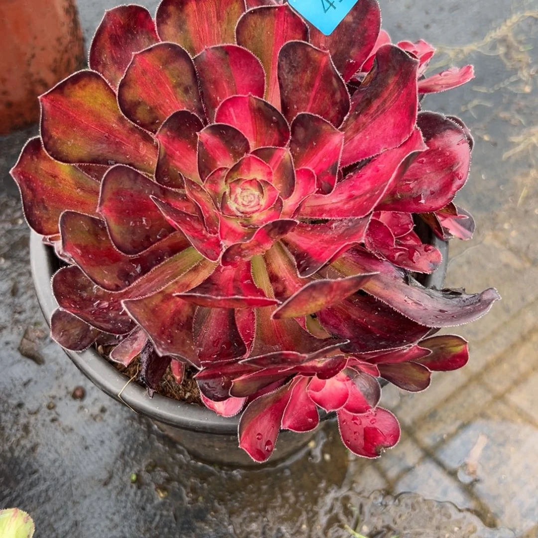 芒*喂4590花蝴蝶多肉植物系