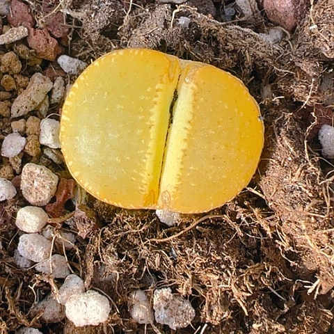 【闪购商品】25694