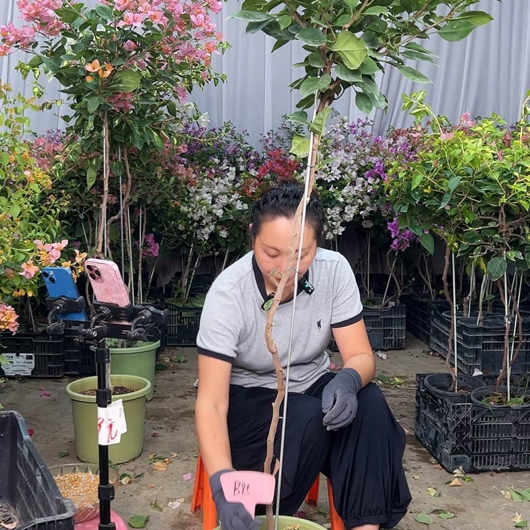 灰***叶当前无花栽培后可以开花B95变色龙