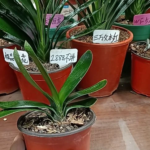 茶***海玲珑莲花