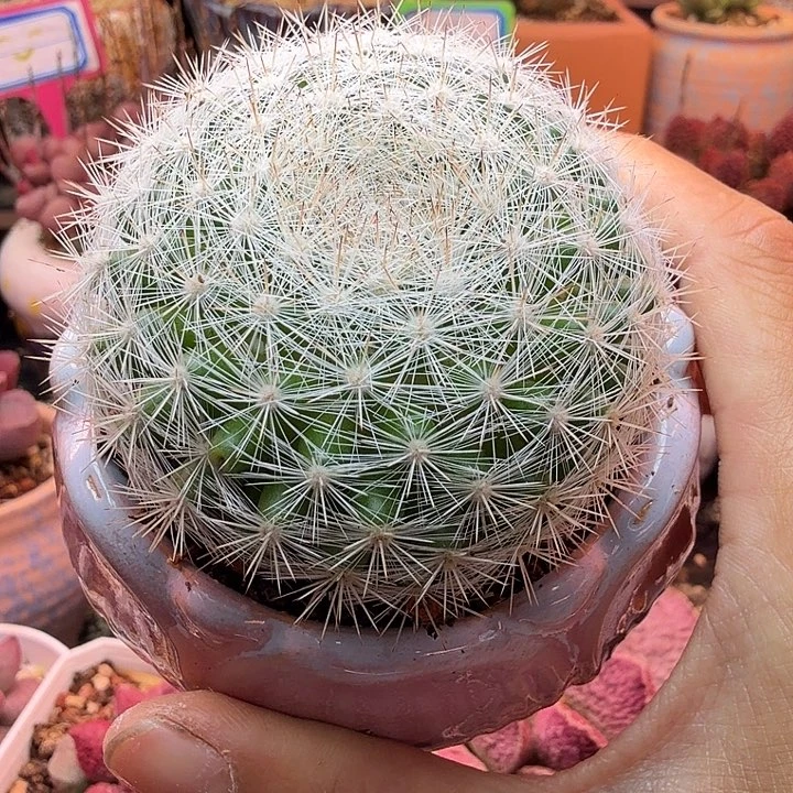 酸****水蜜桃的味道真的很好闻