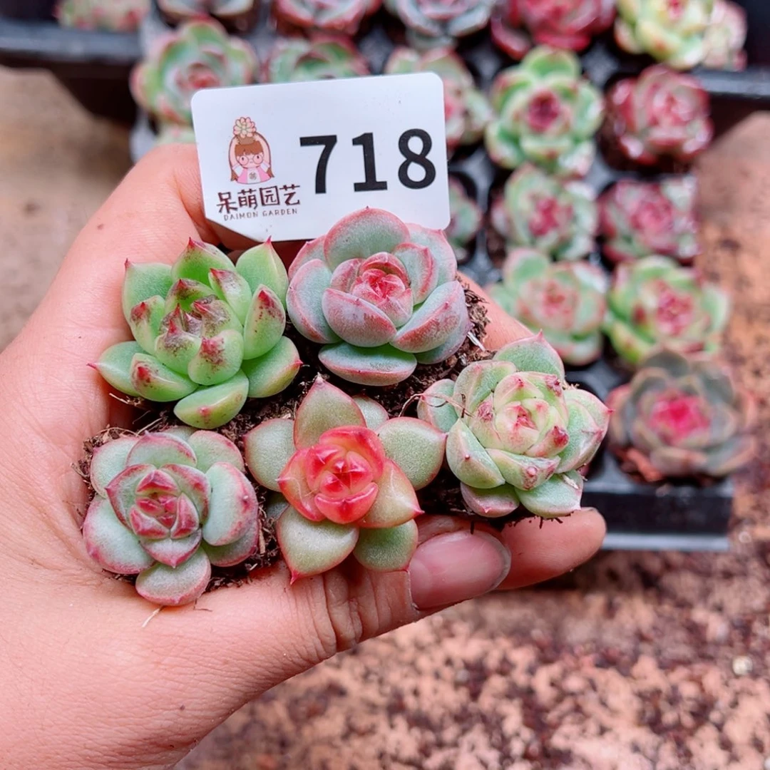 多肉植物多肉植物