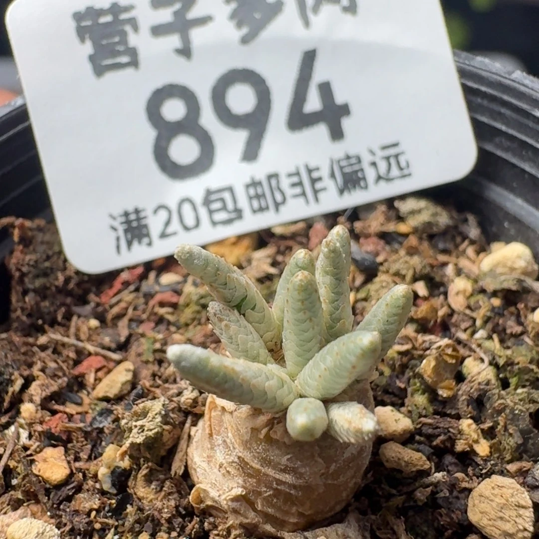 红花韧锦。     带色母。