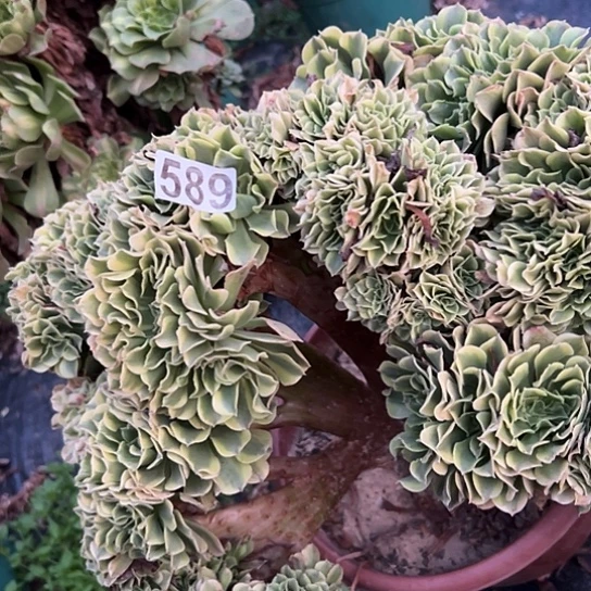 春***醒多肉植物一个绿豆沙