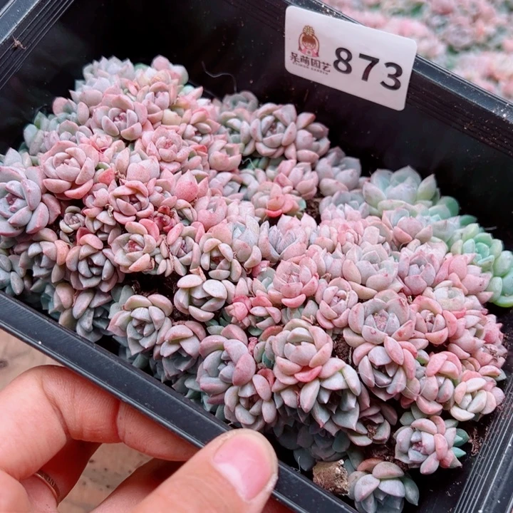 九***煊多肉植物多肉植物