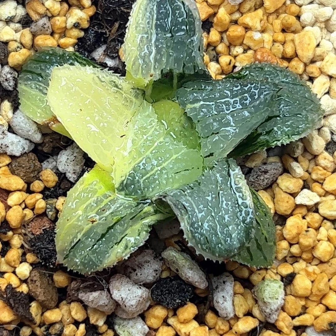 天空之境锦十二卷多肉植物