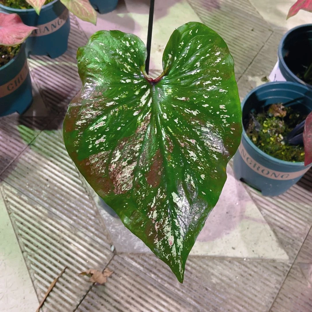 完全开放3981泰彩