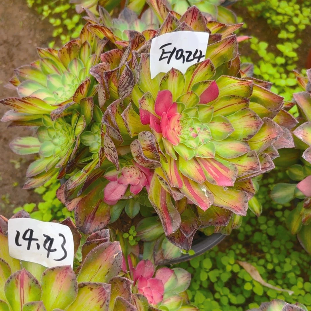 知否多肉多肉植物10.24号