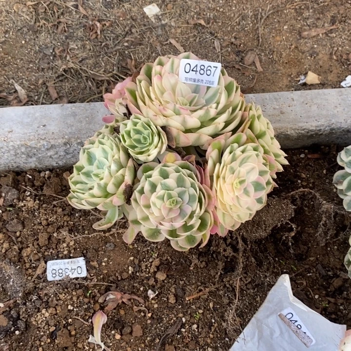 04867半躺荔枝多肉植物