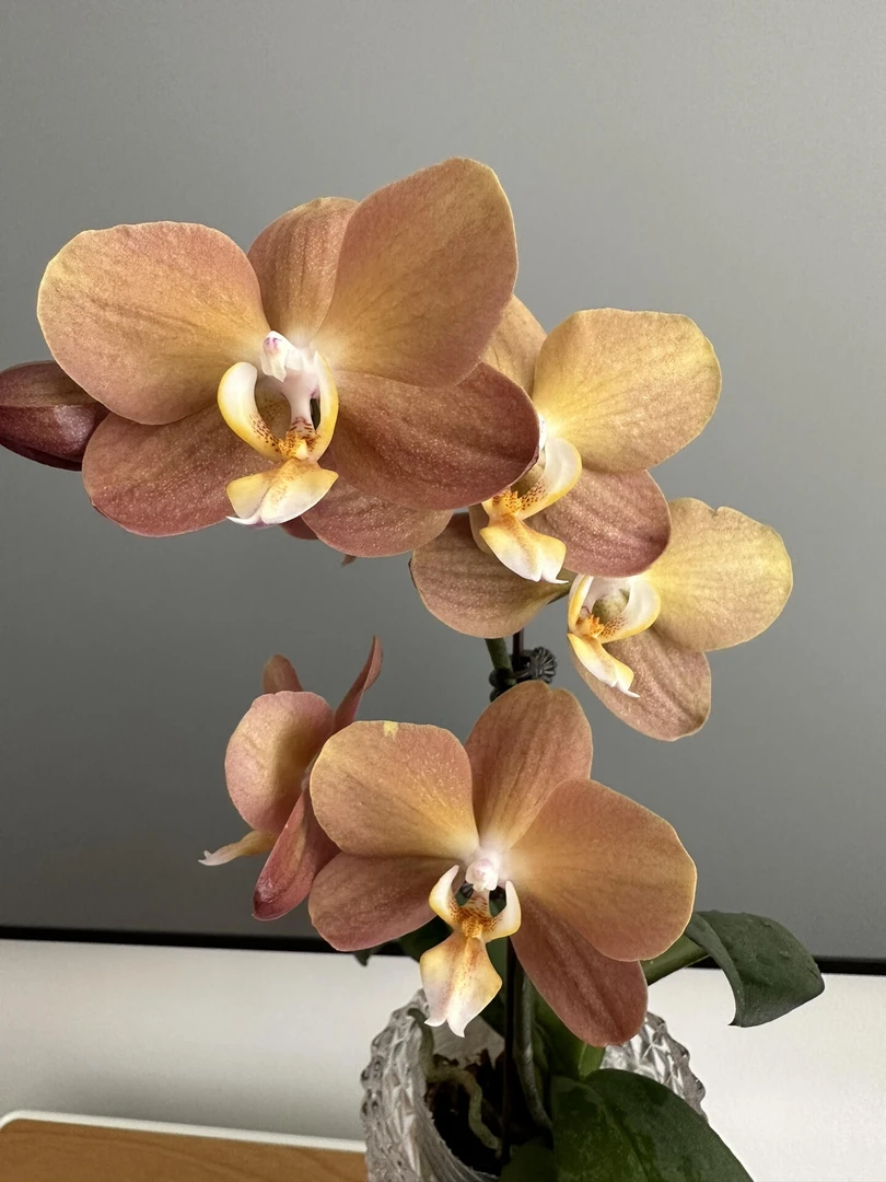 【王大拿】蝴蝶兰《摩纳哥》阳台桌面花卉盆栽花苞株