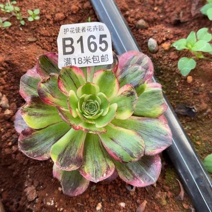 多肉 淘宝福利多肉法师