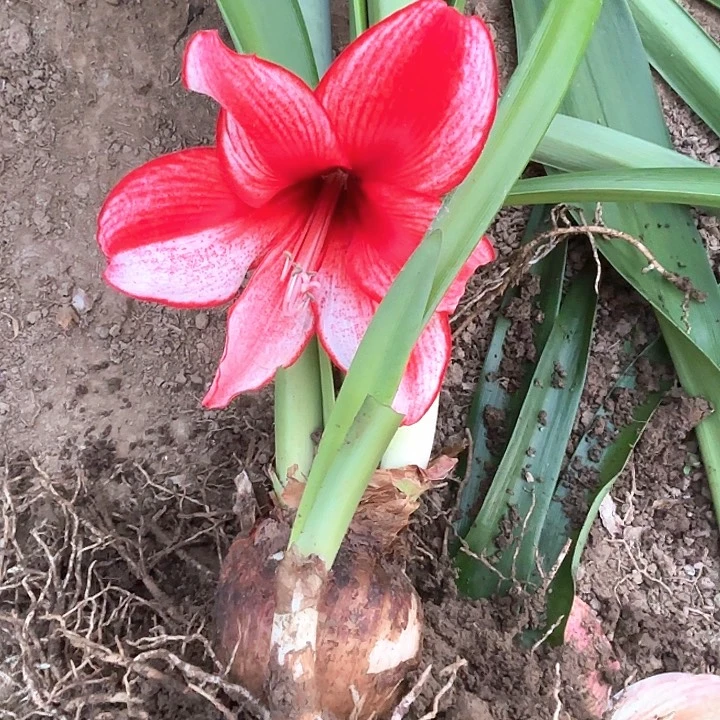 无花朵笑***?杂交17号8798