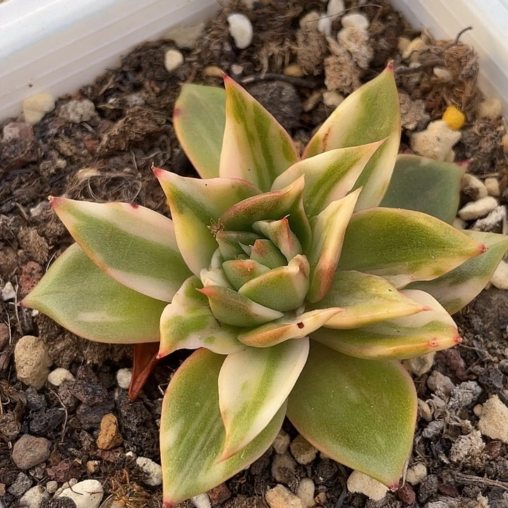 藏宝图锦一物一拍