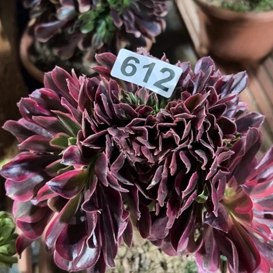 孟***织多肉植物一个美杜莎612