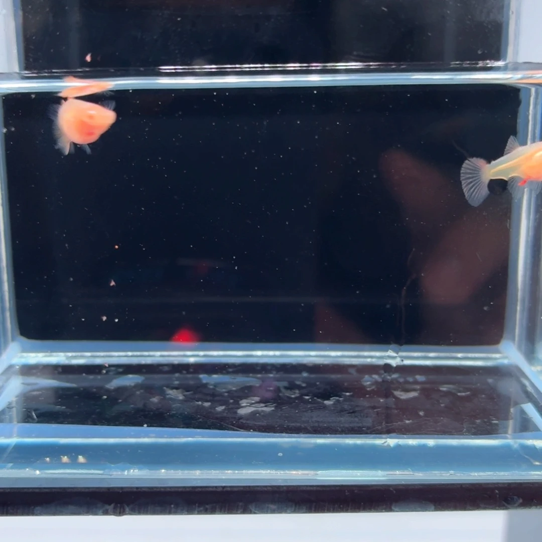 孔雀鱼红龙白子一对（25）