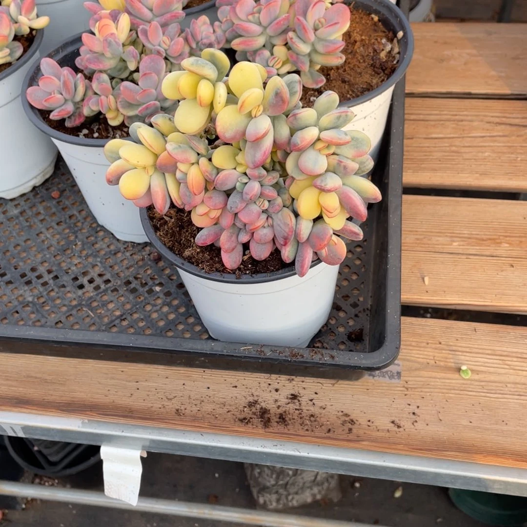 凉**…淘多肉乒乓福娘锦一个