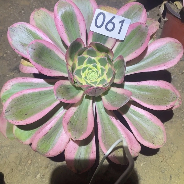 多肉植物法师61燕姿金